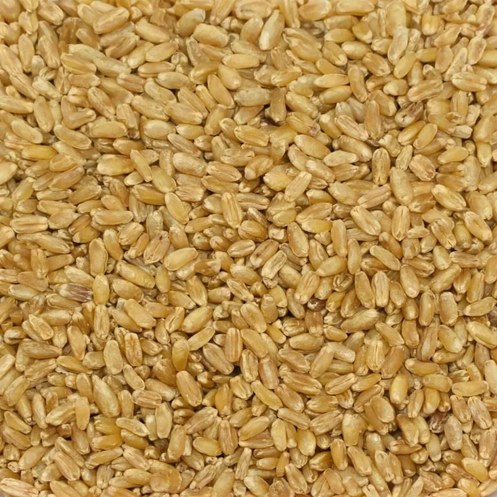 Hediklik Buğday