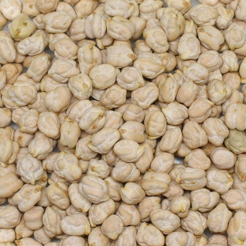 Kabak Nohut (12 mm)